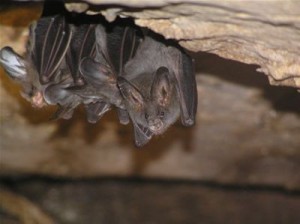 Lesser False Vampire Bats