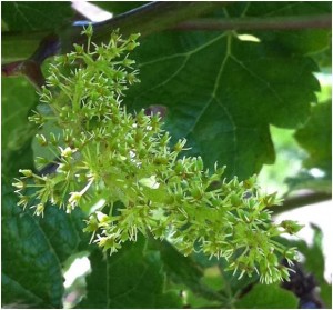 Hwang Research - Emasculated Grape Flower Cluster for Pollination