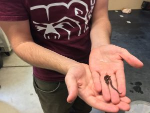 salamander-hands