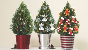 Potted Christmas trees