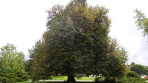 Linden tree on Mtn. Grove campus