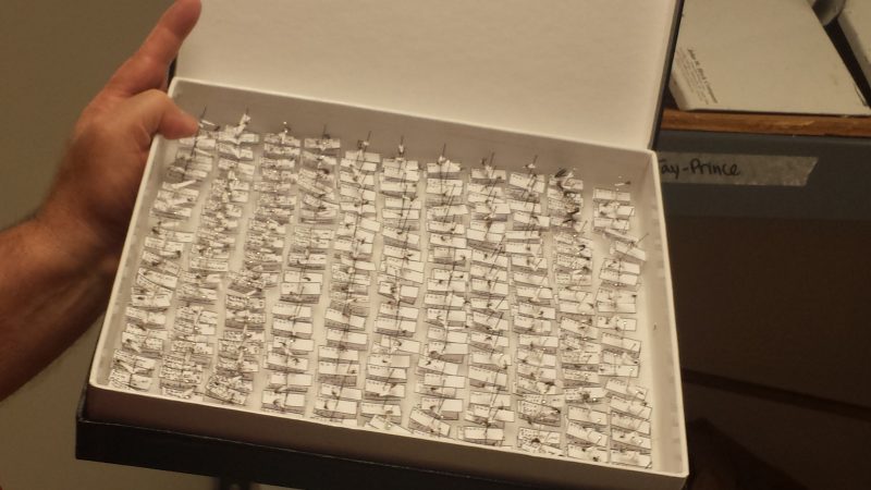 A sample box of mosquitoes