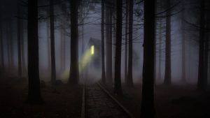 Mysterious woods on a foggy night