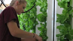Rachel Veenstra, a senior environmental plant science student at MSU, cares for vegetables grown on ZipGrow Towers.