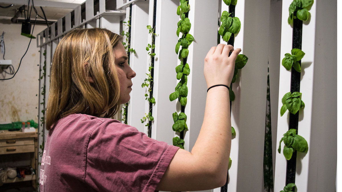 A student tends to plants in a ZipGrow Tower.