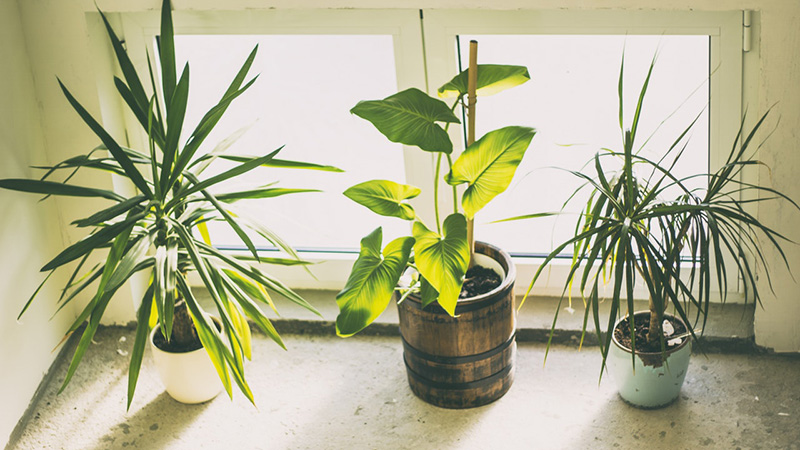 Three types of indoor plants