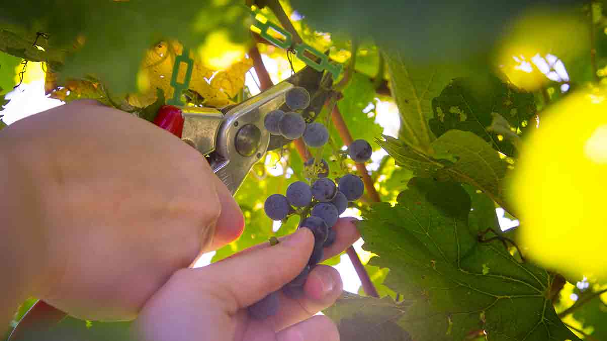 Grapes clipped from vine