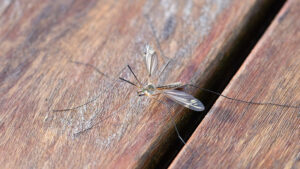 An up close shot of a mosquito