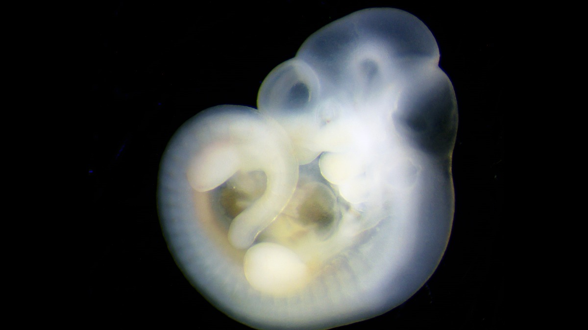 E10p5 mouse embryo