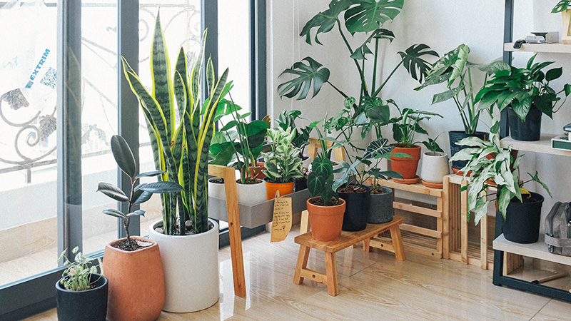 Different types of houseplants.