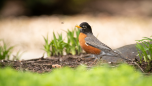 A robin sitting in the grass