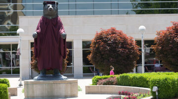 The Bear statue on campus dressed in a marron cap and gown.