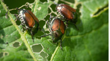 June bugs on a leaf