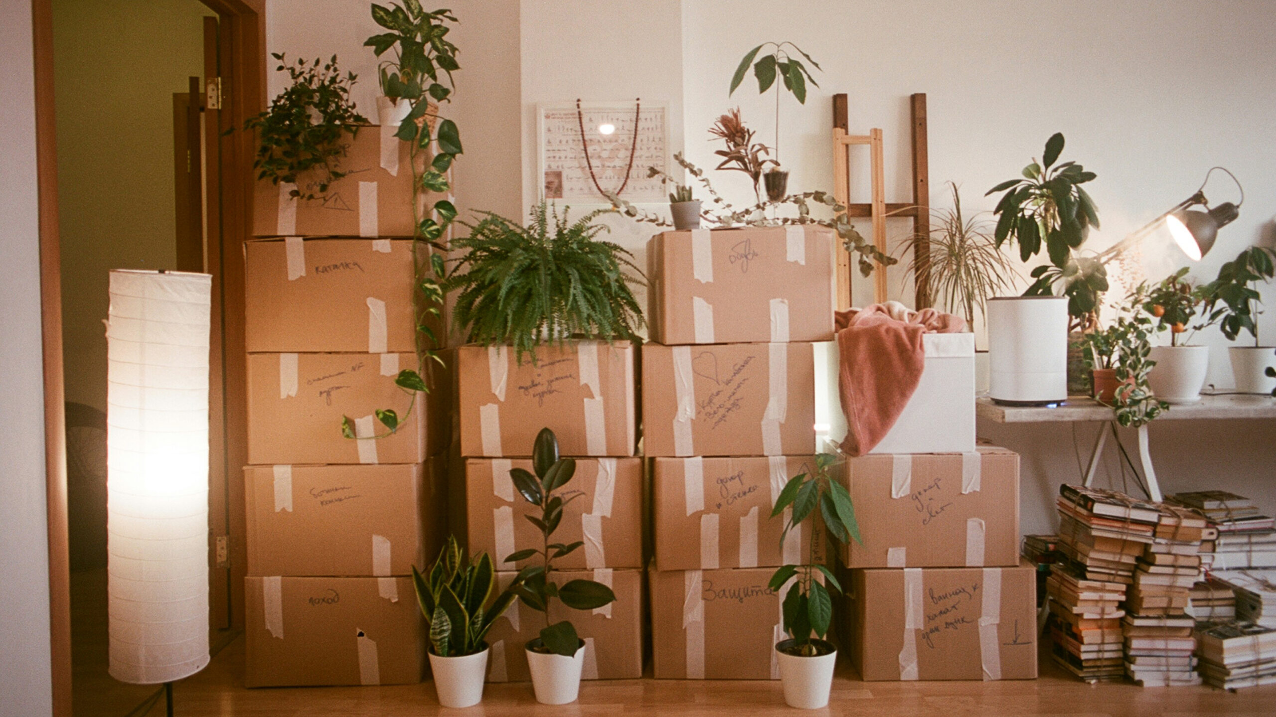 Boxes stacked in a hall with plants.