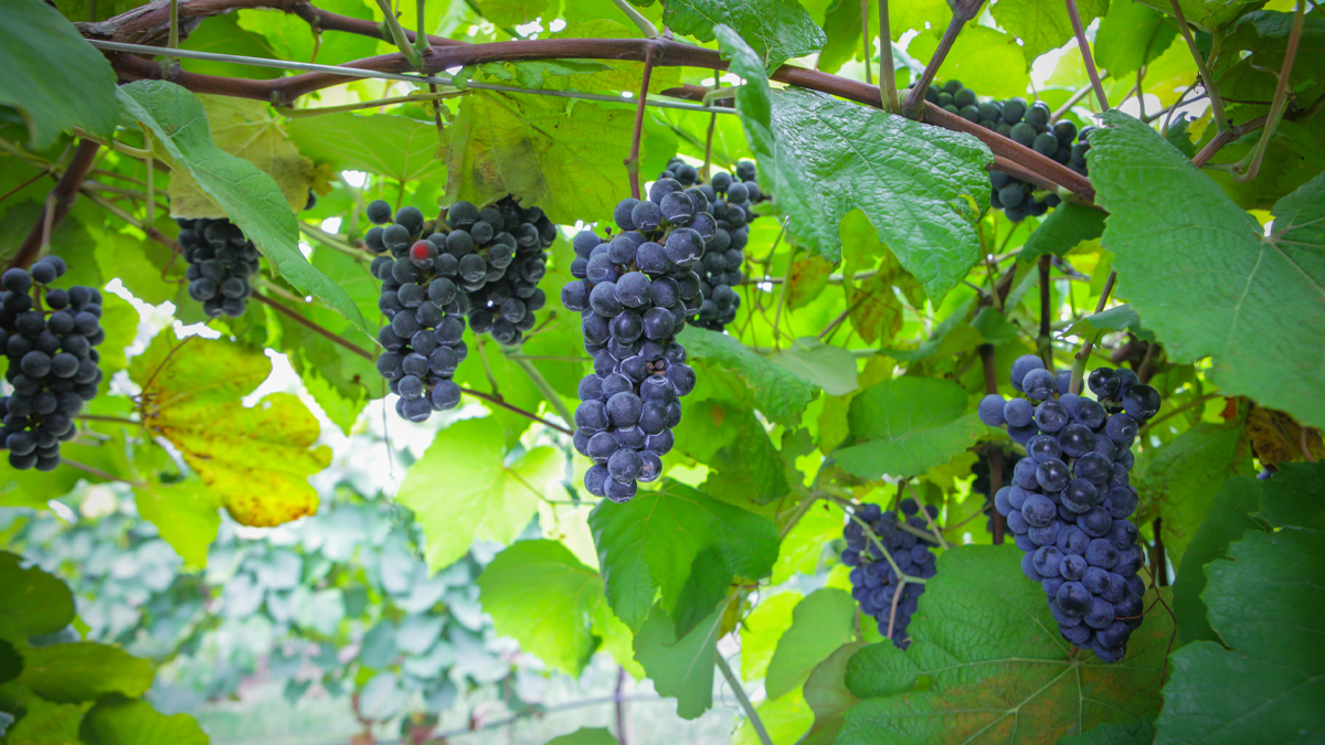 Dark purple grapes on vine.