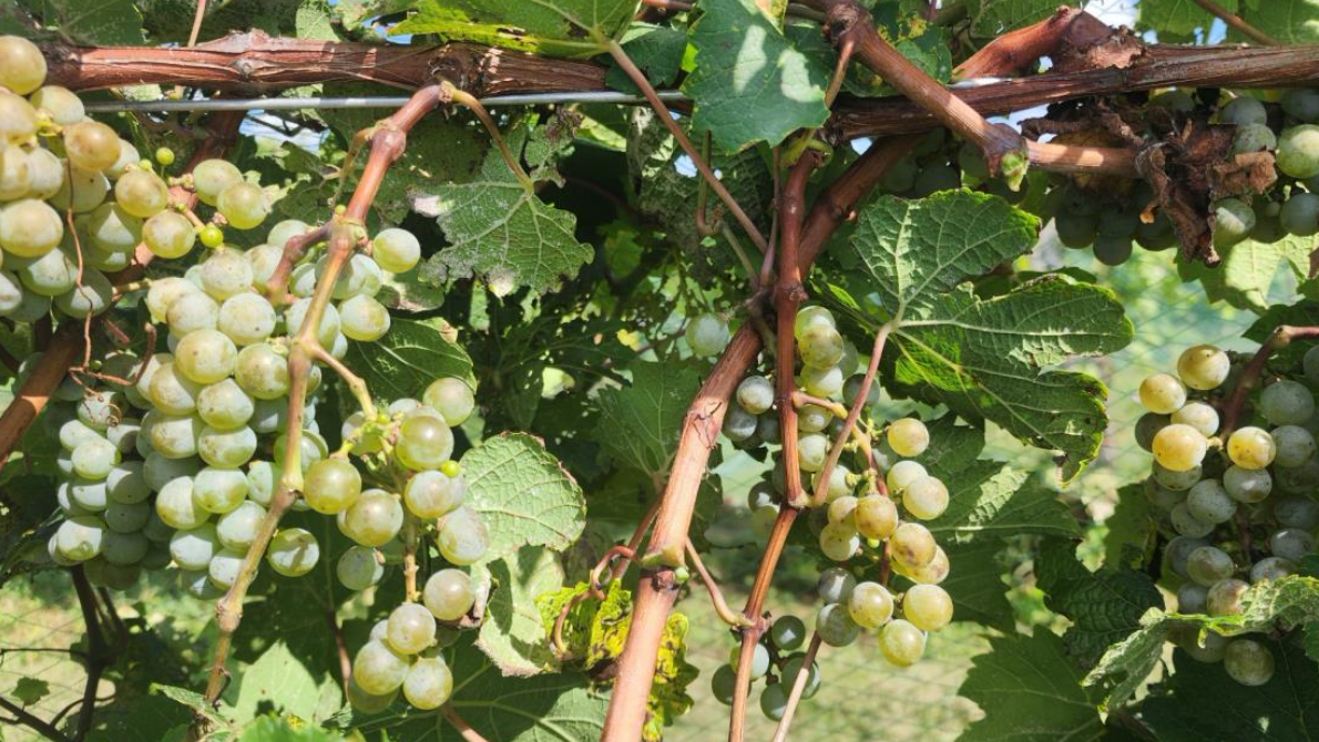 Missouri State secures new grapevine cultivar patent