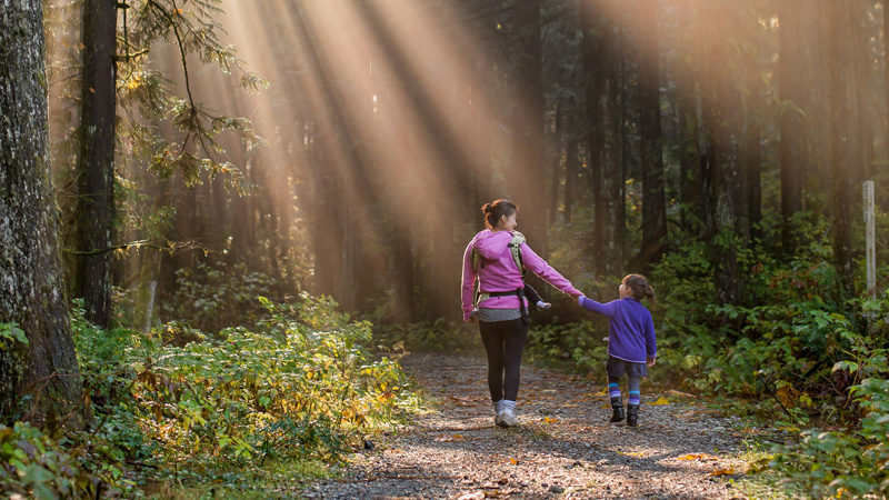 A person and a child walk hand in hand along a forest path, with sunlight streaming through the trees, illuminating the greenery.