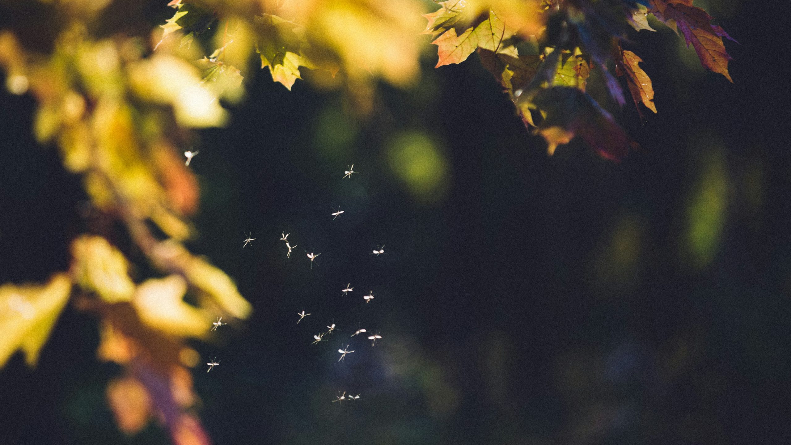 Bugs in the sun.